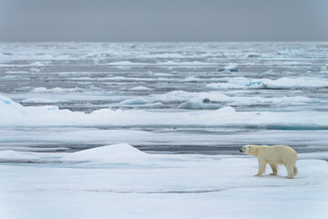 Polar bear on pack ice in Svalbard © Alberto