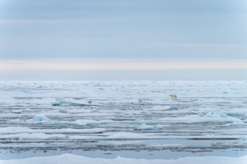 Polar bear on pack ice in Svalbard © Alberto