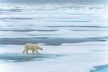 Polar bear on pack ice in Svalbard © Alberto