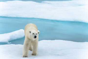 Polar bear on pack ice in Svalbard © Alberto