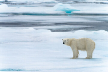 Polar bear on pack ice in Svalbard © Alberto