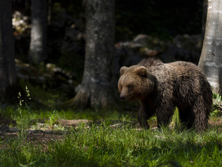 Obraz premium European brown bear, Ursus arctos arctos