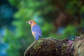 Fototapeta premium A vibrant side profile shot of an Orange-headed Thrush displaying its striking blue-grey wings, orange underparts, and distinct facial markings. The bird is standing on a 