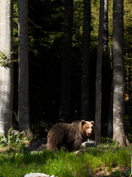 European brown bear, Ursus arctos arctos