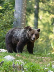 Fototapeta premium European brown bear, Ursus arctos arctos
