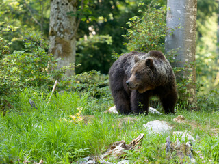 Obraz premium European brown bear, Ursus arctos arctos