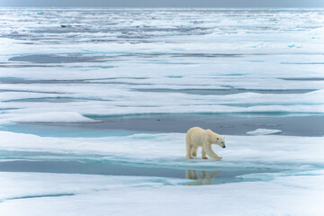 Polar bear on pack ice in Svalbard © Alberto