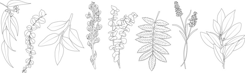 Botanical line art elements set isolated on white background. Elegant sketch illustrations of eucalyptus branch, lavender flowers and laurel leaves. © Светлана Кушнир