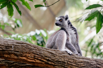 Naklejka premium Ring tailed lemur sitting on tree branch in tropical enclosure.