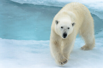 Polar bear on ice in Svalbard © Alberto