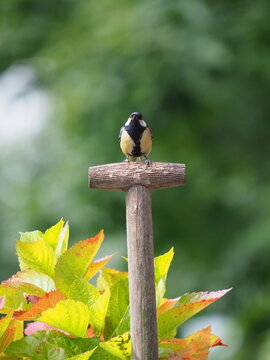Great tit perched on wooden stake with green leaves in background