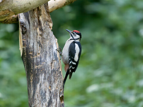Great-spotted woodpecker, Dendrocopos major