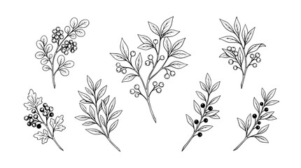 Hand-drawn botanical elements with berries and leaves on white background. © illustration