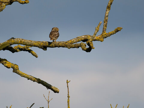 Little owl, Athene noctua