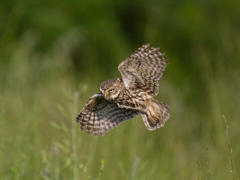 Little owl, Athene noctua