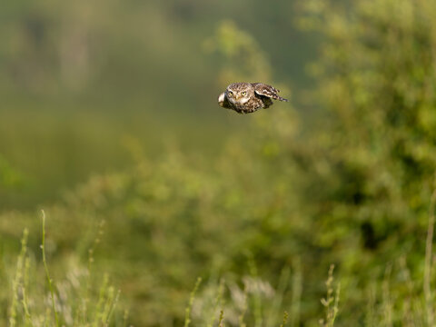 Little owl, Athene noctua