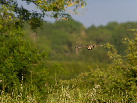 Little owl, Athene noctua