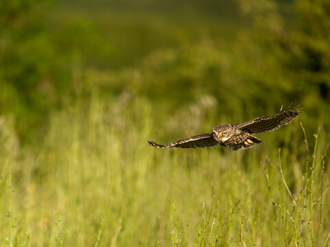 Little owl, Athene noctua