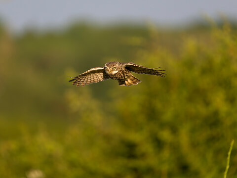 Little owl, Athene noctua