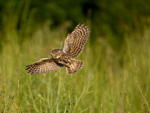 Little owl, Athene noctua
