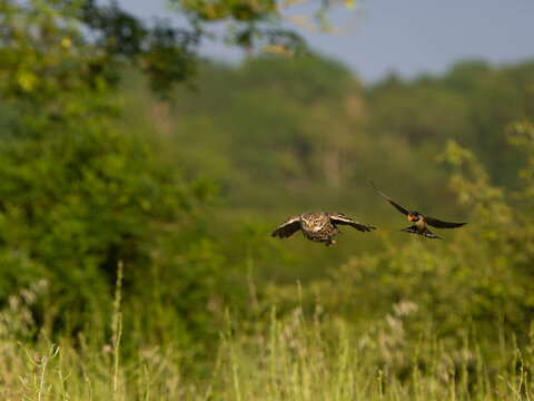 Little owl, Athene noctua
