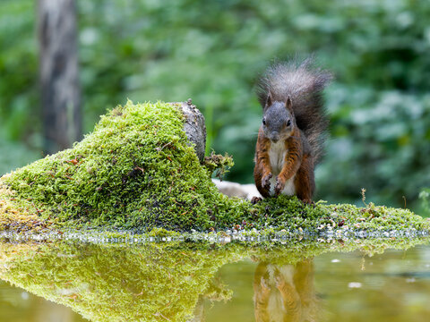 Red squirrel, Sciurus vulgaris