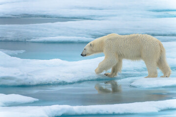 Polar bear on ice in Svalbard © Alberto