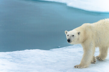 Polar bear on ice in Svalbard © Alberto