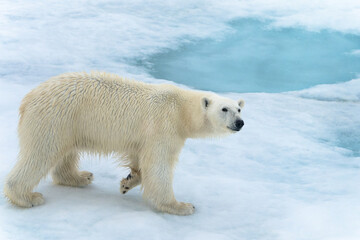 Polar bear on ice in Svalbard © Alberto