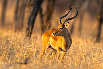 impala in the savannah © Alberto