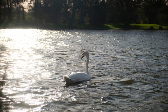 Beautiful summer photo of a swan on a lake illuminated by bright sunbeams