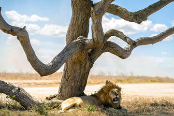 lion in the savannah © Alberto