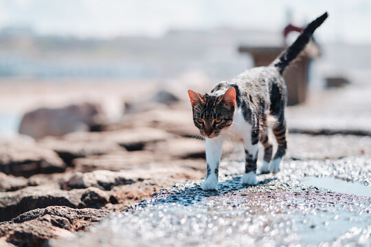 An alert tabby cat strolls gracefully along the rocky shore, reflecting in a water puddle, captured on a serene sunny day near water, epitomizing nature and feline charm in an outdoor environment.
