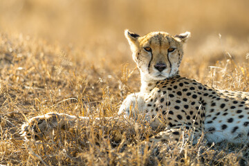 Cheetah portrait in serengeti © Alberto