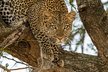leopard in the tree © Alberto