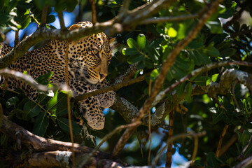 leopard in tree © Alberto