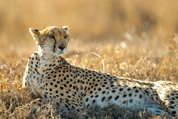 Cheetah in the savannah © Alberto