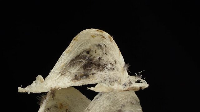 Inside texture of raw swiftlet bird's nest rotating on black background.