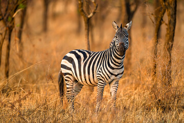 zebra in the wild © Alberto