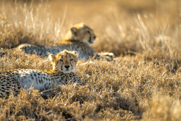 Cheetah cubs in golden African light © Alberto