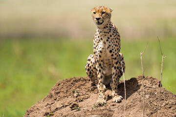 Cheetah sitting on the ground © Alberto