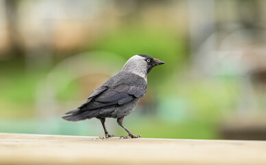 Fototapeta premium Eurasian jackdaw Corvus monedula standing on pale railing.