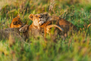 lion cubs playing in the grass with mum © Alberto