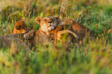 Lion cubs playing in the grass with mum © Alberto