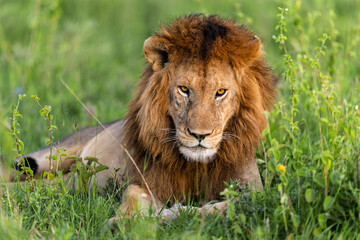Lion portrait  in Serengeti © Alberto