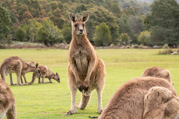 A large wild male Forester Kangaroo in Tasmania, Australia © Richard C Palmer
