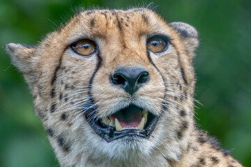 Cheetah face looking up and mouth open in wild nature setting for majestic wildlife portrait background © Ralph Lear