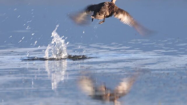 A female mallard (Anas platyrhynchos) flushes, lands a short distance away, and watches alertly at Shugru Reservoir, Lassen County, California, in slow motion.