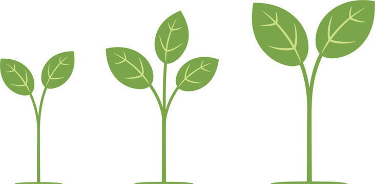 Growing green seedling stages, plant growth lifecycle flat vector illustration isolated botanical ecology development design concept set