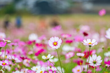 Obraz premium Vivid field of pink and white cosmos flowers swaying in the autumn breeze, beautiful nature scene with flowers spreading across the landscape